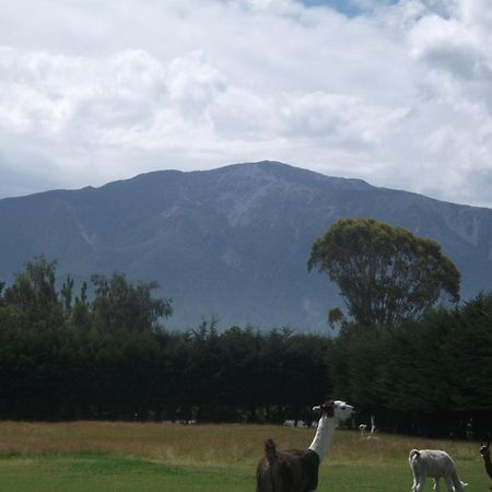 Wacky Stays - Unique Farm-Stay Glamping Rentals, Free Animal Feeding Tours Kaikoura Dış mekan fotoğraf