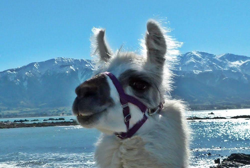 Wacky Stays - Unique Farm-Stay Glamping Rentals, Free Animal Feeding Tours Kaikoura Dış mekan fotoğraf